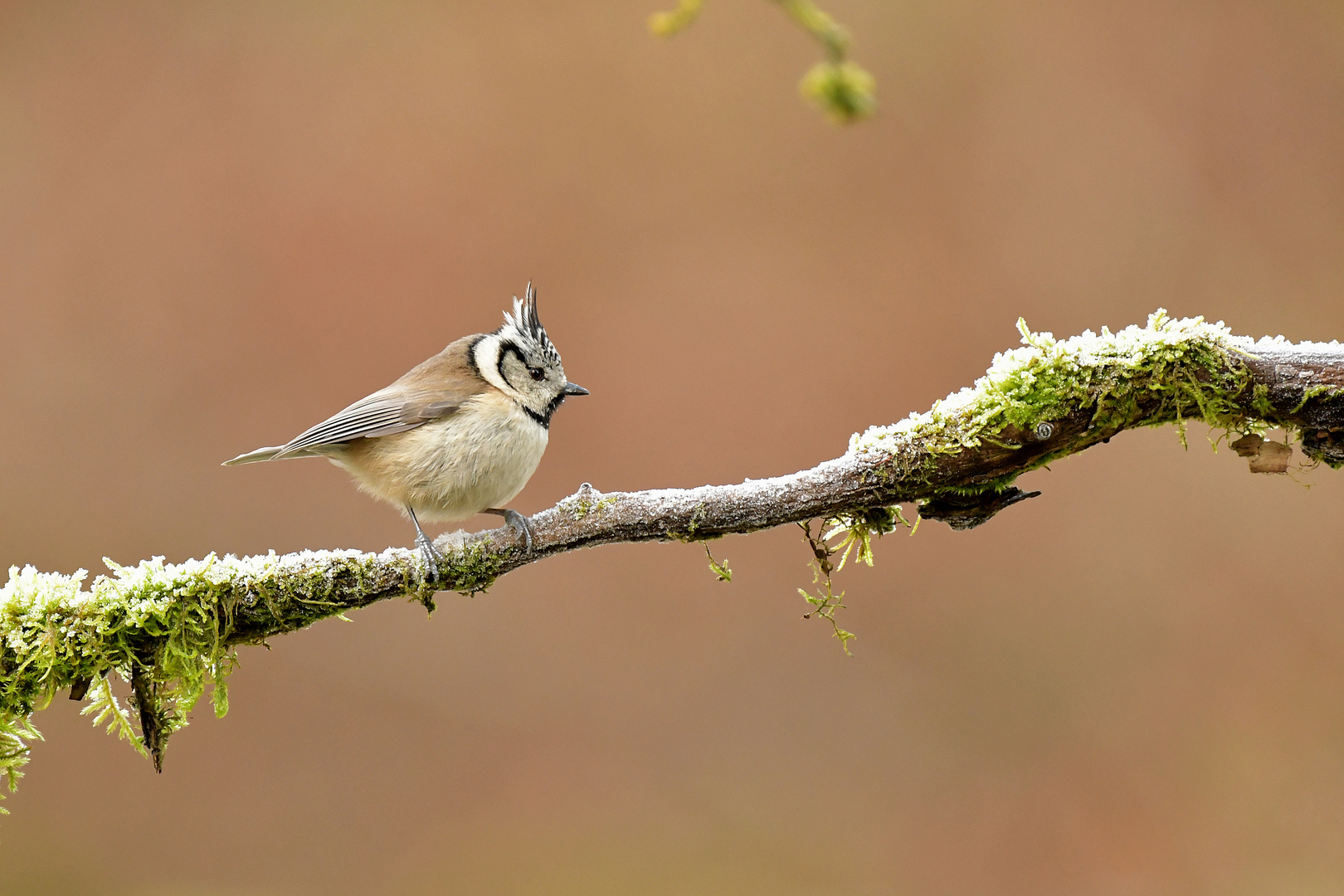 Die selten gewordene Haubenmeise