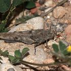 Die seltene Blauflüglige Sandschrecke (Sphingonotus caerulans) ...