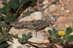 Die seltene Blauflüglige Sandschrecke (Sphingonotus caerulans) ...