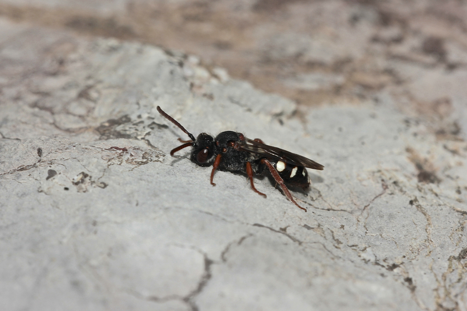 Die seltene Dunkle Wespenbiene (Nomada obscura) ...