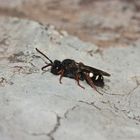 Die seltene Dunkle Wespenbiene (Nomada obscura) ...