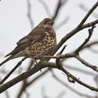 die seltene Misteldrossel Turdus viscivorus ist schon wieder da