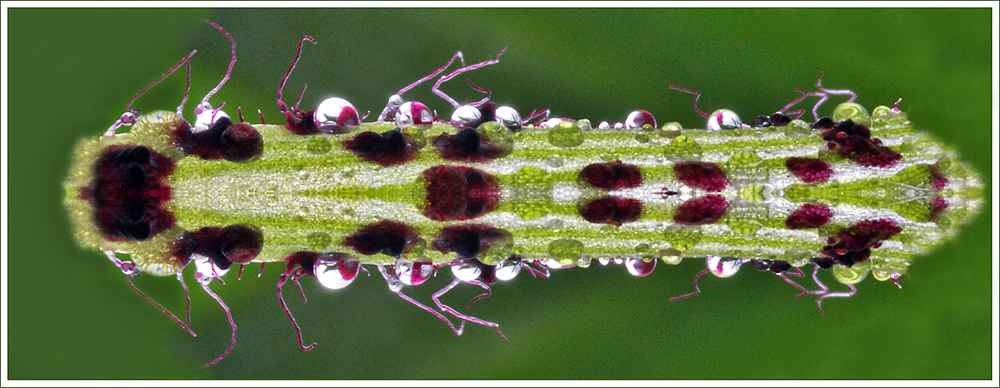 die seltene Raupus Orchis curiosum symmetrus ...