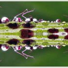 die seltene Raupus Orchis curiosum symmetrus ...