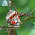 Die seltene Riesenschnake Tipula maxima ganz nahe. - Les yeux de la grande tipule.