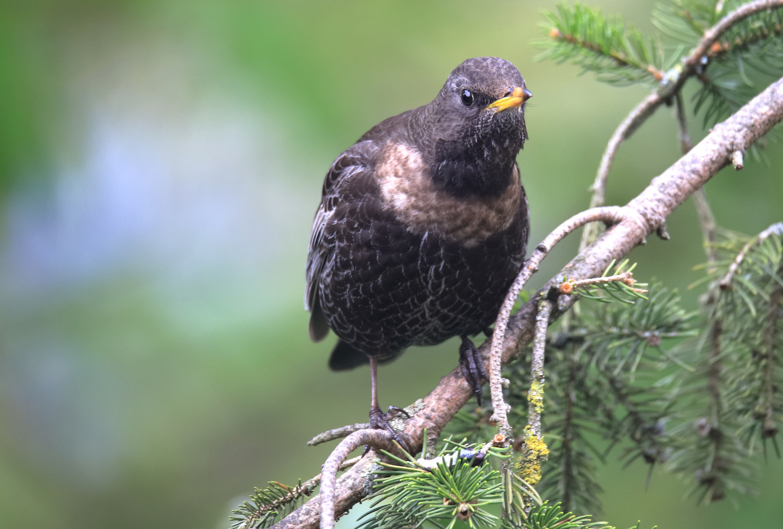 Die seltene Ringdrossel (Turdus torquatus) weiblch