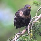 Die seltene Ringdrossel (Turdus torquatus) weiblch