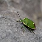 Die seltene Wacholder-Baumwanze (Chlorochroa juniperina) - Punaise de la famille des Pentatomidae.