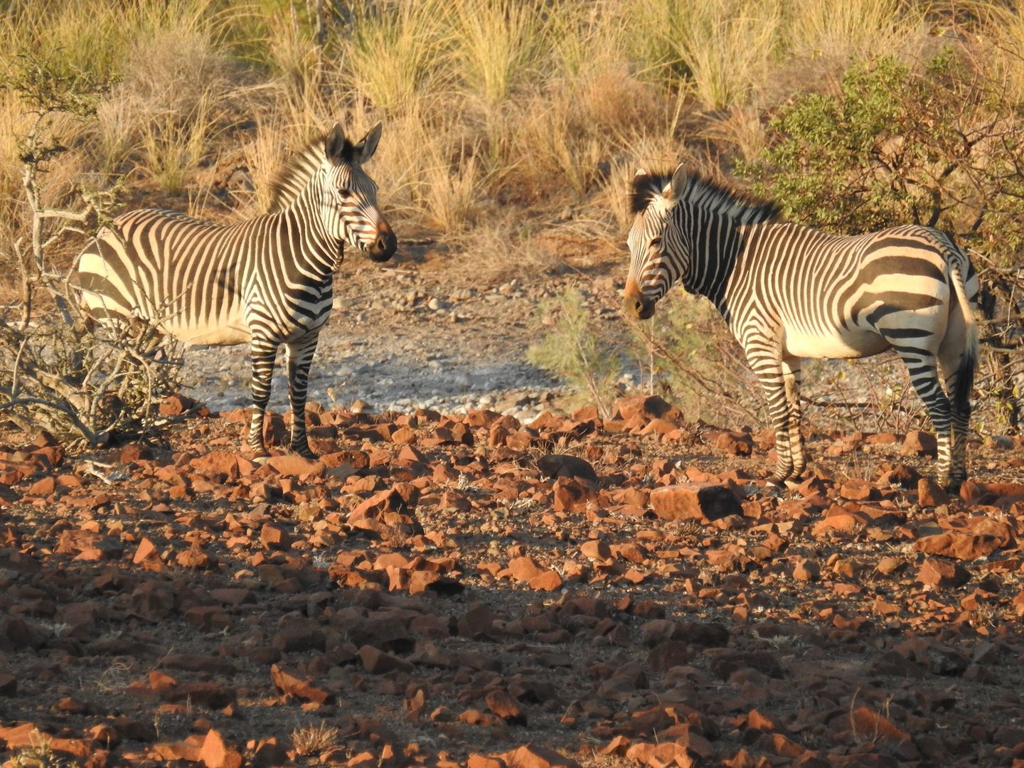 Die seltenen Hartmanns Bergzebra, diesmal näher