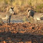 Die seltenen Hartmanns Bergzebra, diesmal näher