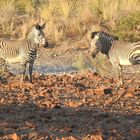 Die seltenen Hartmanns Bergzebras präsentieren sich.