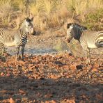 Die seltenen Hartmanns Bergzebras präsentieren sich.