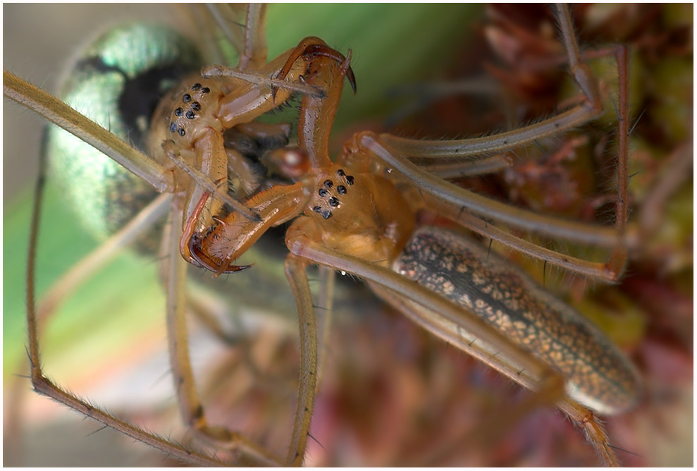 Die seltsame Paarung der Streckerspinne