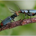 Die seltsame Paarung der Zipfelkäfer - Malachius bipustulatus -