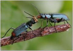 Die seltsame Paarung der Zipfelkäfer - Malachius bipustulatus -