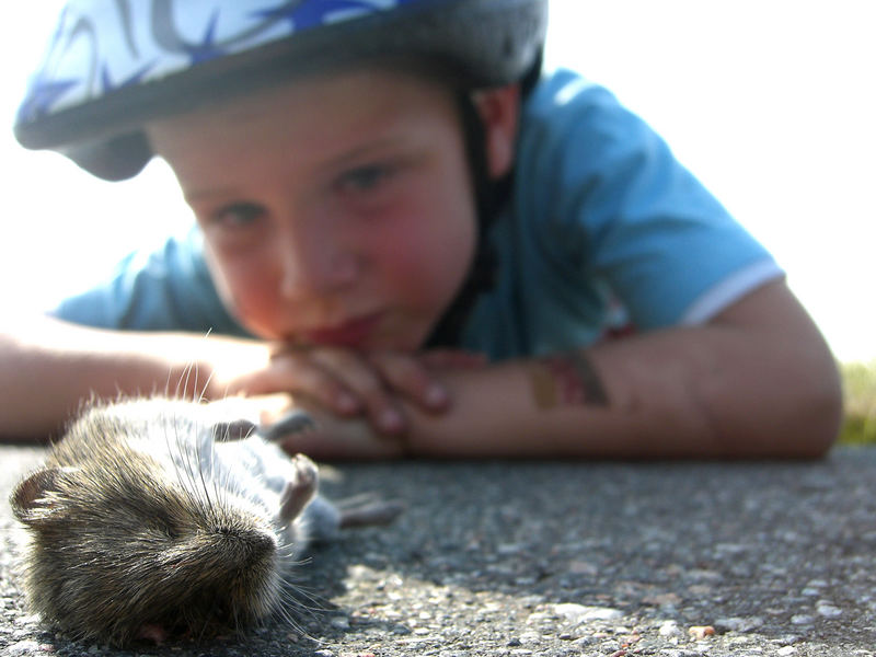 Die Sendung mit der Maus