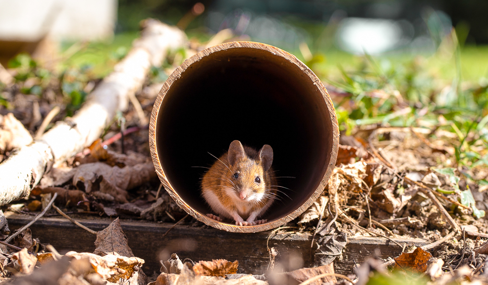 Die Sendung mit der Maus…