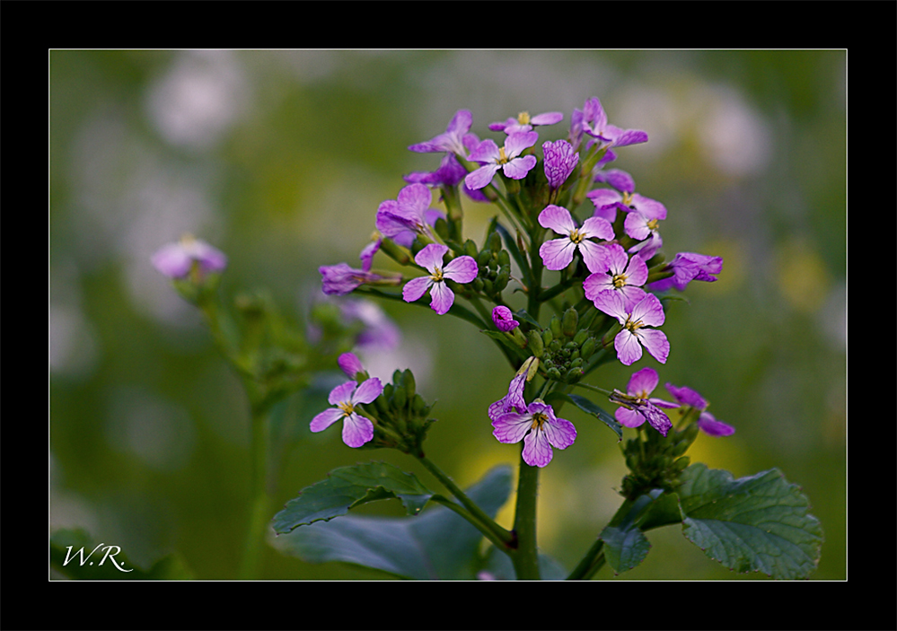 die Senfblüte....