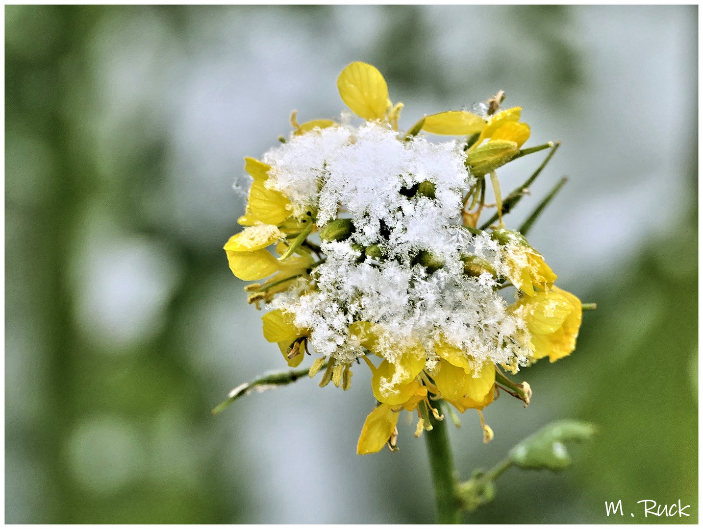 Die Senfblüten haben auch was von dem Schneefall abbekommen 