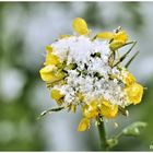 Die Senfblüten haben auch was von dem Schneefall abbekommen 