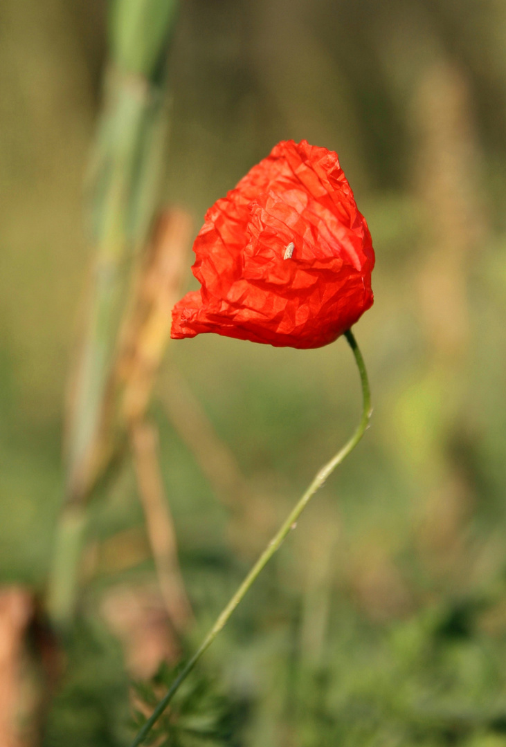 Die September-Mohnblume wirkt schon etwas zerknittert;-)