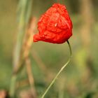 Die September-Mohnblume wirkt schon etwas zerknittert;-)