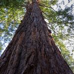 Die Sequoiafarm-V01