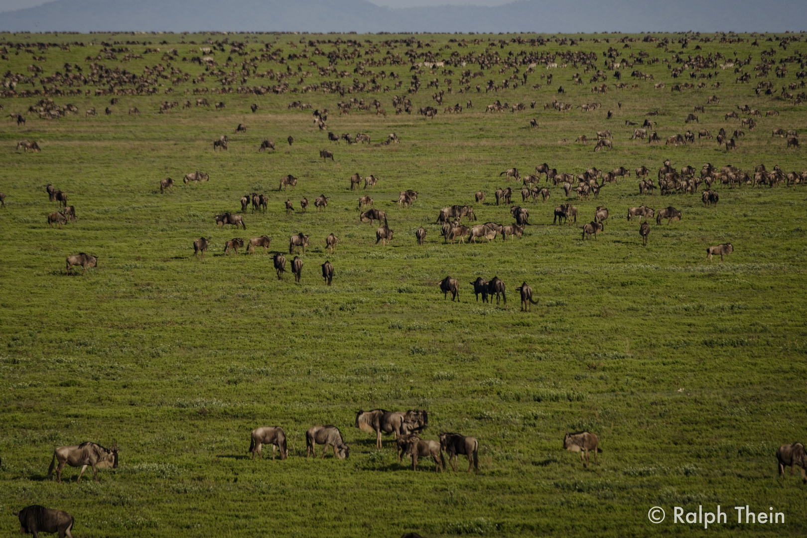 Die Serengeti