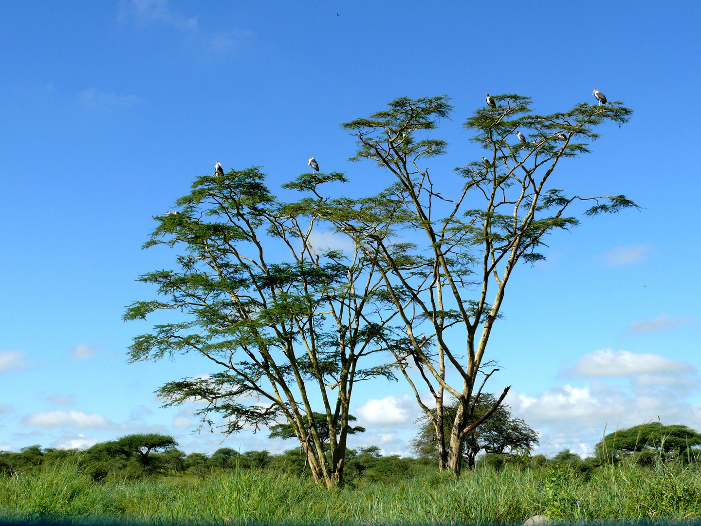 die Serengeti - Bäume mit Marabus
