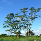 die Serengeti - Bäume mit Marabus