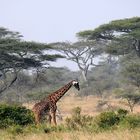 "Die Serengeti darf nicht sterben..." (B. Grzimek)