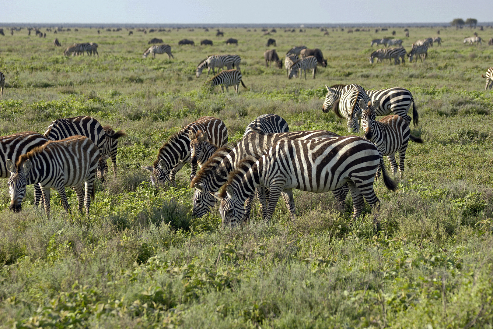 Die Serengeti erhält Nachwuchs !