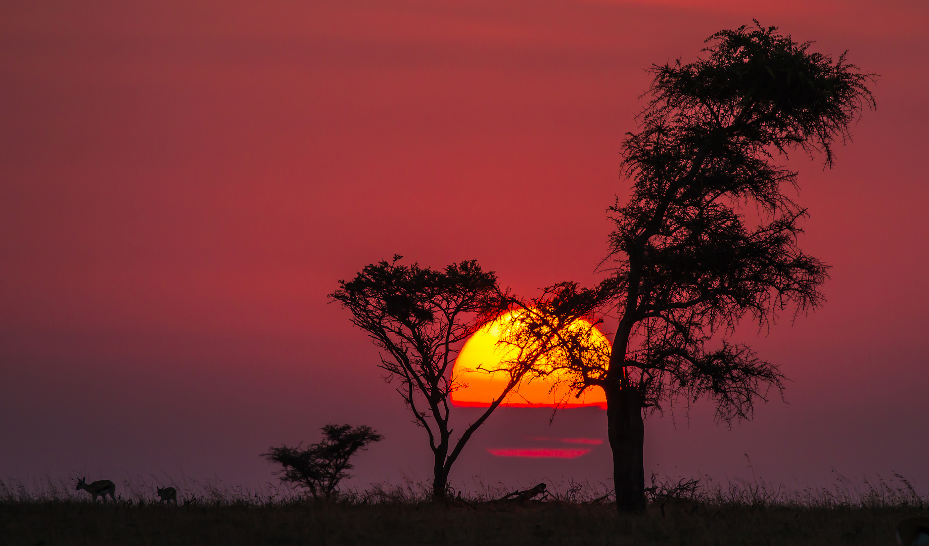 "Die Serengeti erwacht"