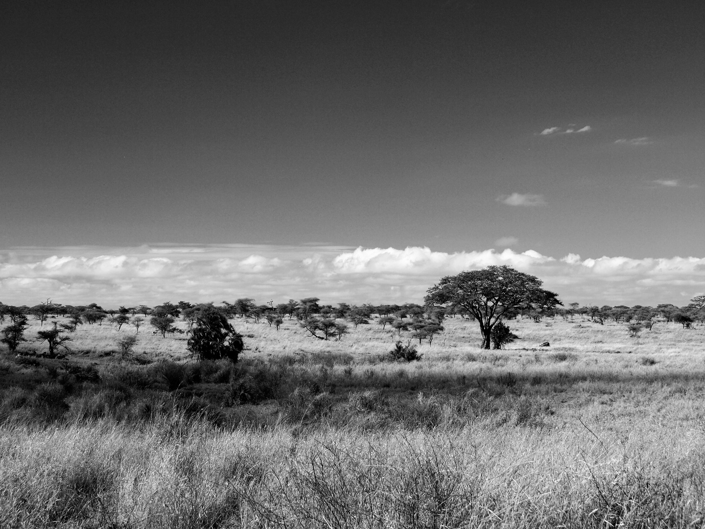 Die Serengeti - heute ganz in schwarz-weiss