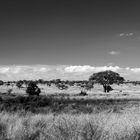 Die Serengeti - heute ganz in schwarz-weiss