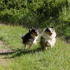 Die Sheltie-Bande