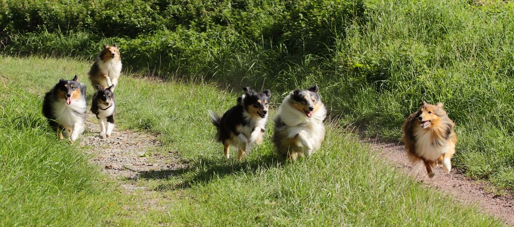 Die Sheltie-Bande