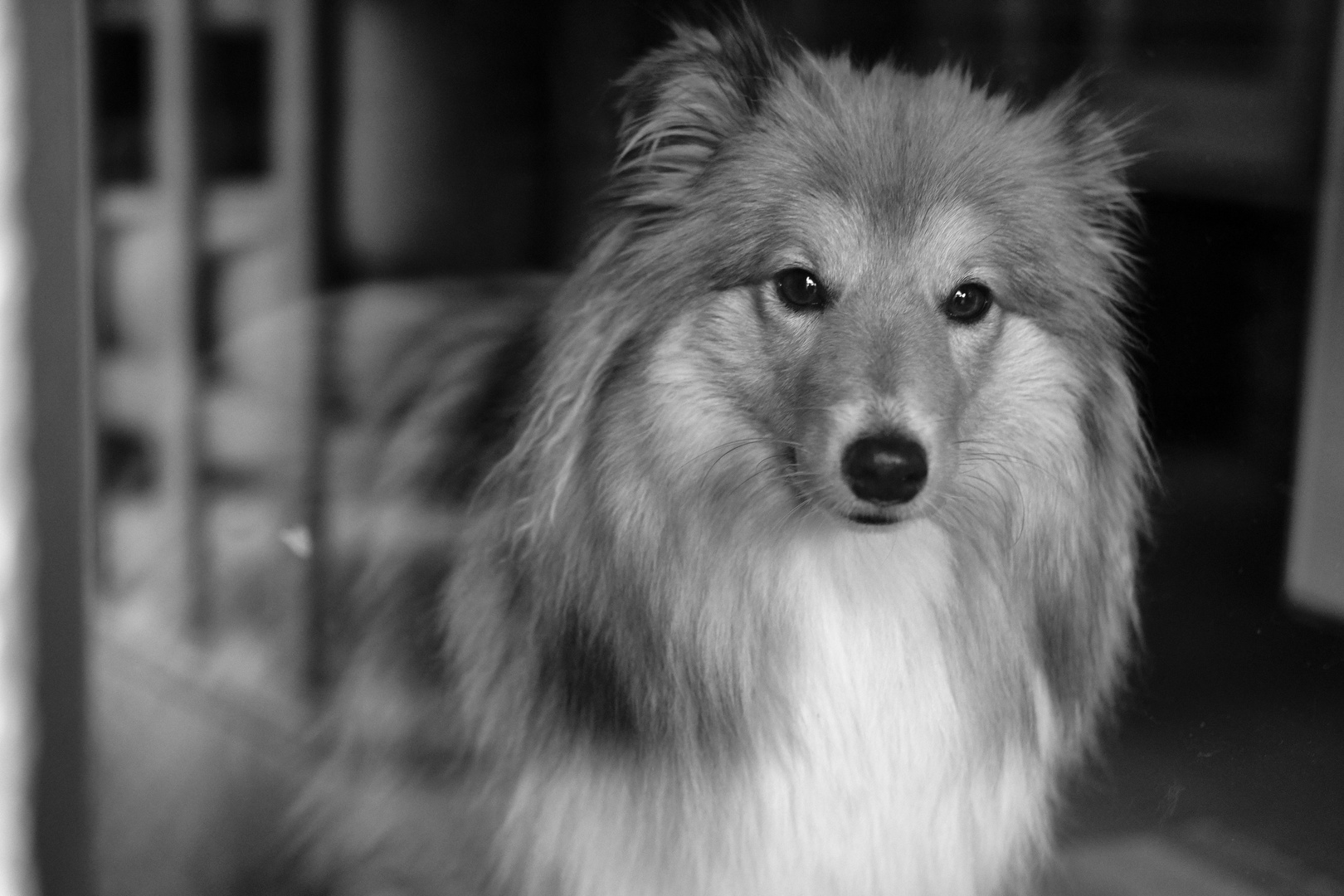 Die Sheltie-Dame Elicia