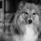 Die Sheltie-Dame Elicia