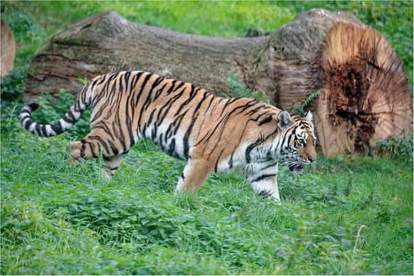 Die Sibirische Tigerin ist auf der Pirsch