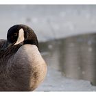 Die sich schämende Canada Gans