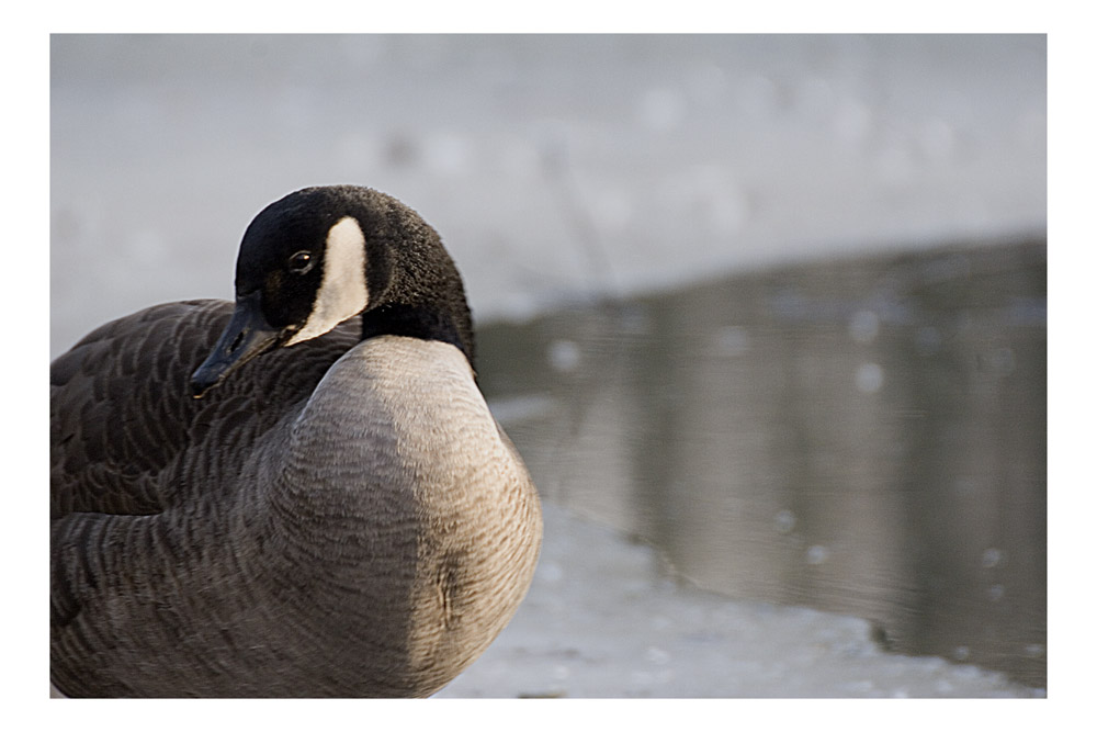 Die sich schämende Canada Gans