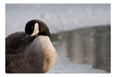 Die sich schämende Canada Gans