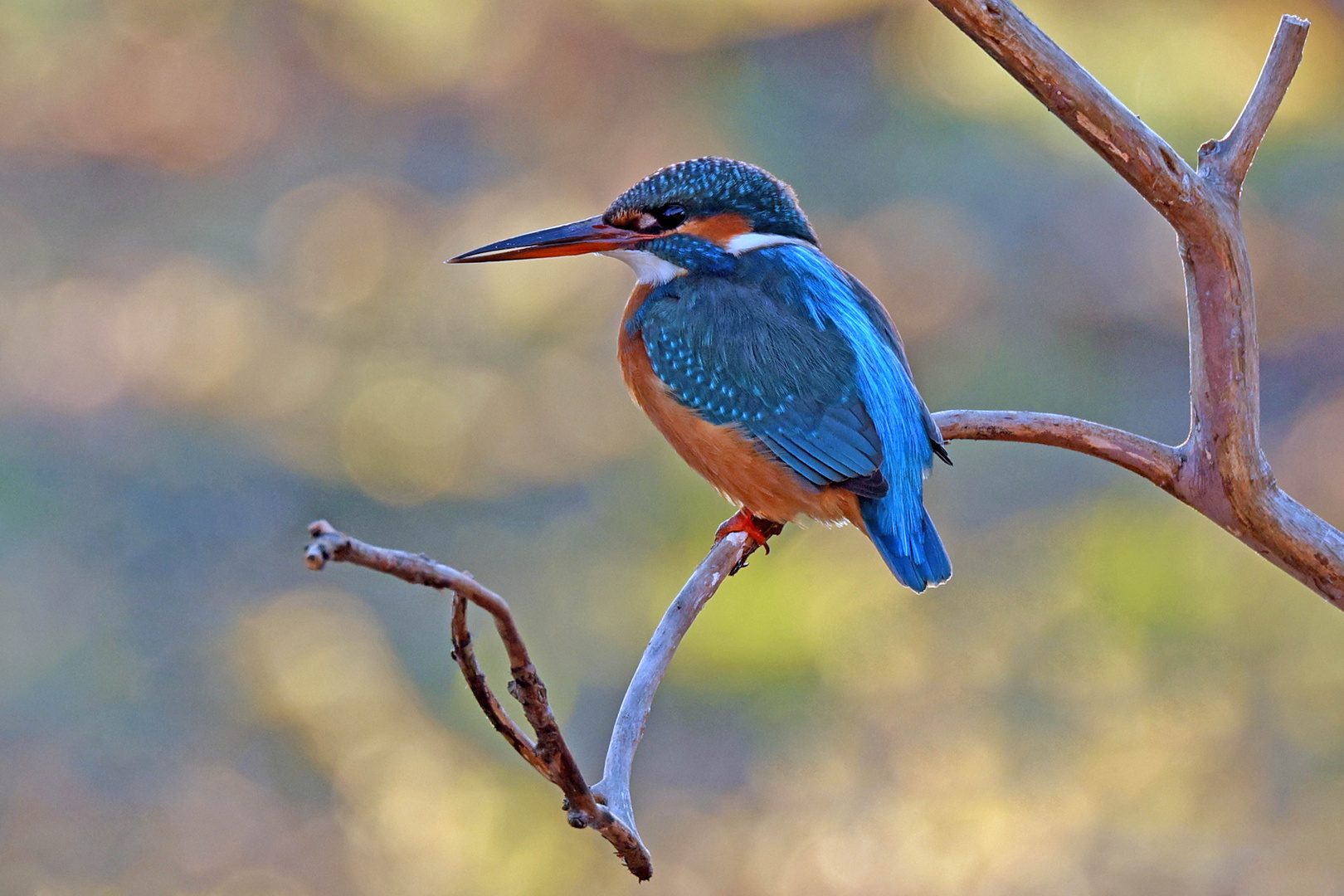 Die Sichtung eines Eisvogels...