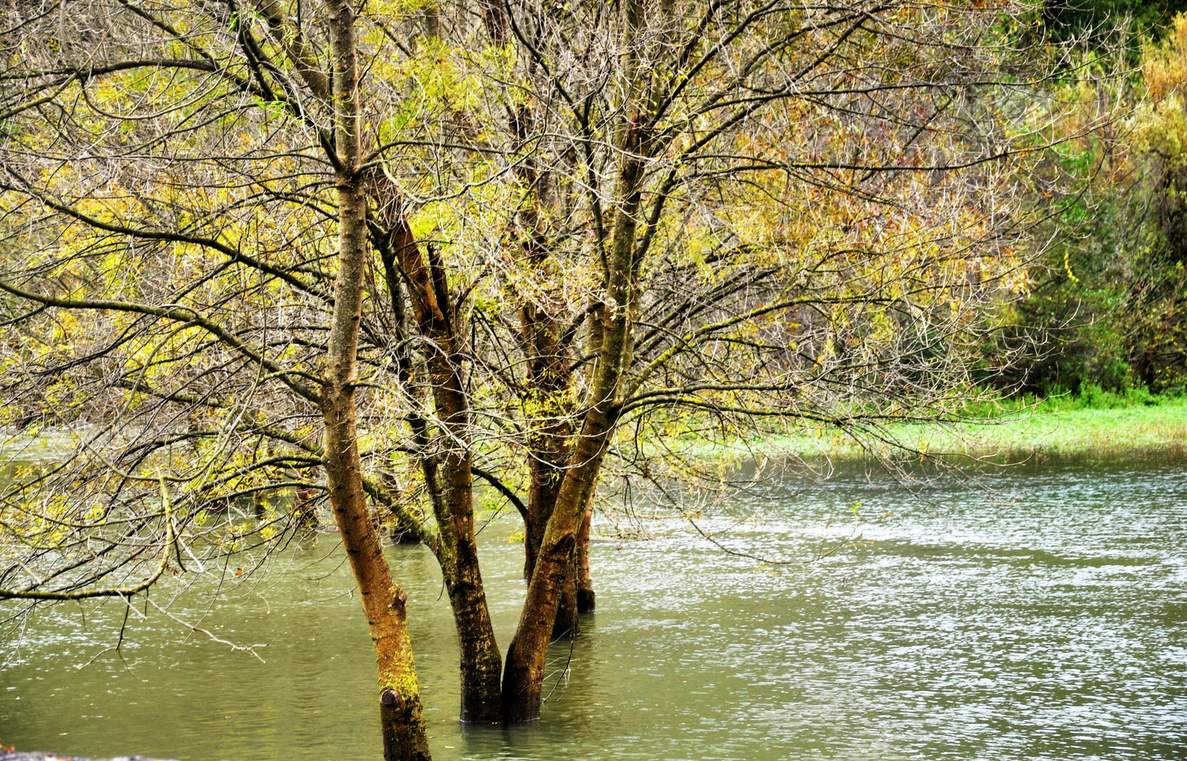 Die sie im Wasser stehen ......Birken