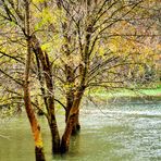 Die sie im Wasser stehen ......Birken