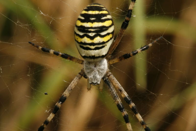 die siebenschwänzige Katze, äh die sechsbeinige Spinne (die Arme)