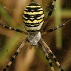 die siebenschwänzige Katze, äh die sechsbeinige Spinne (die Arme)