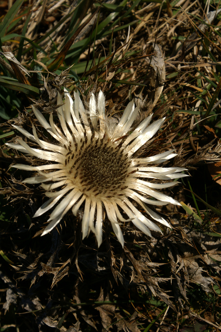 Die Silberdistel