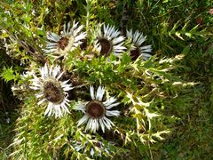 Die Silberdistel....